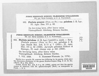 Agrocybe praecox image